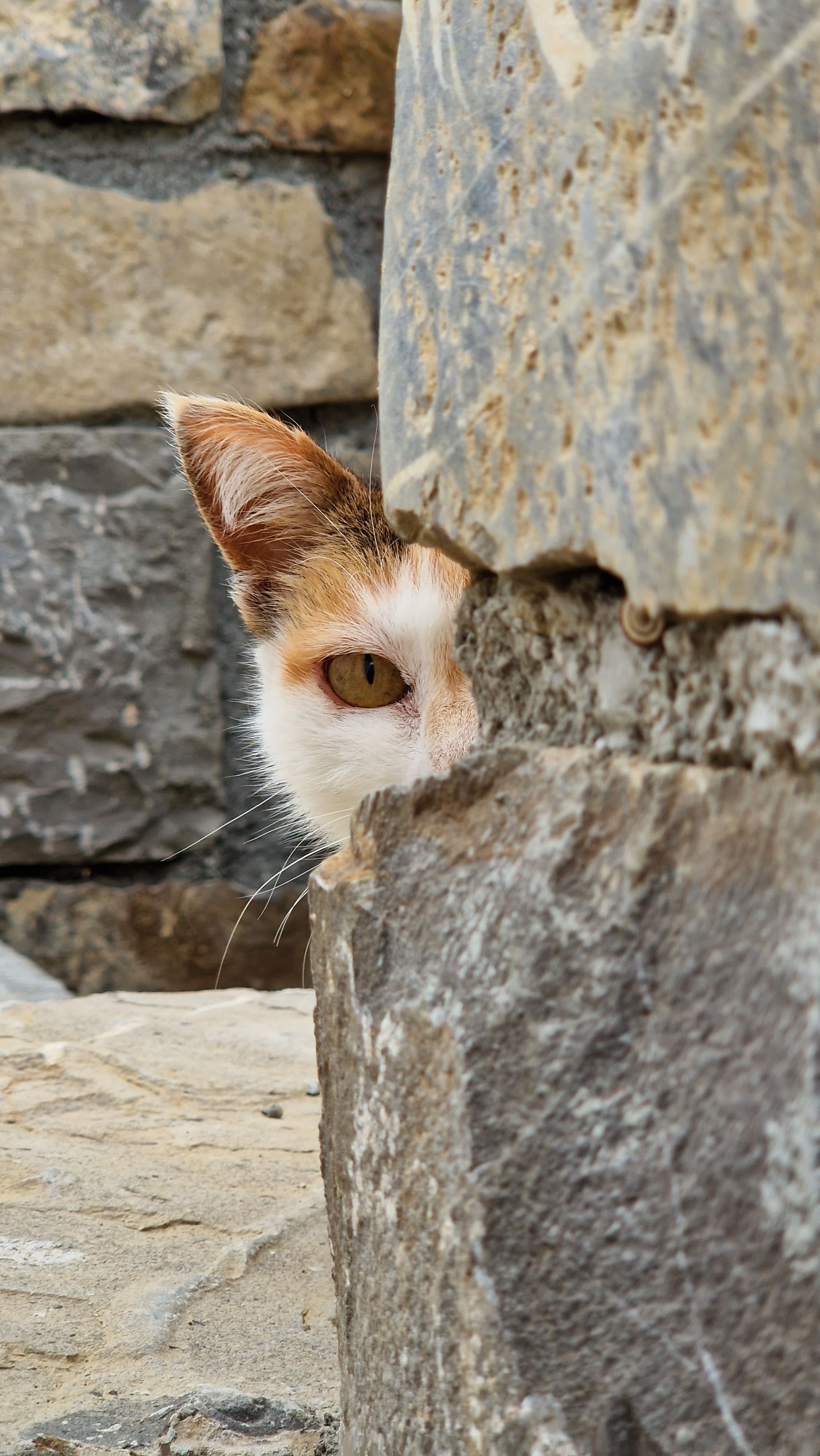 Spomenka the cat