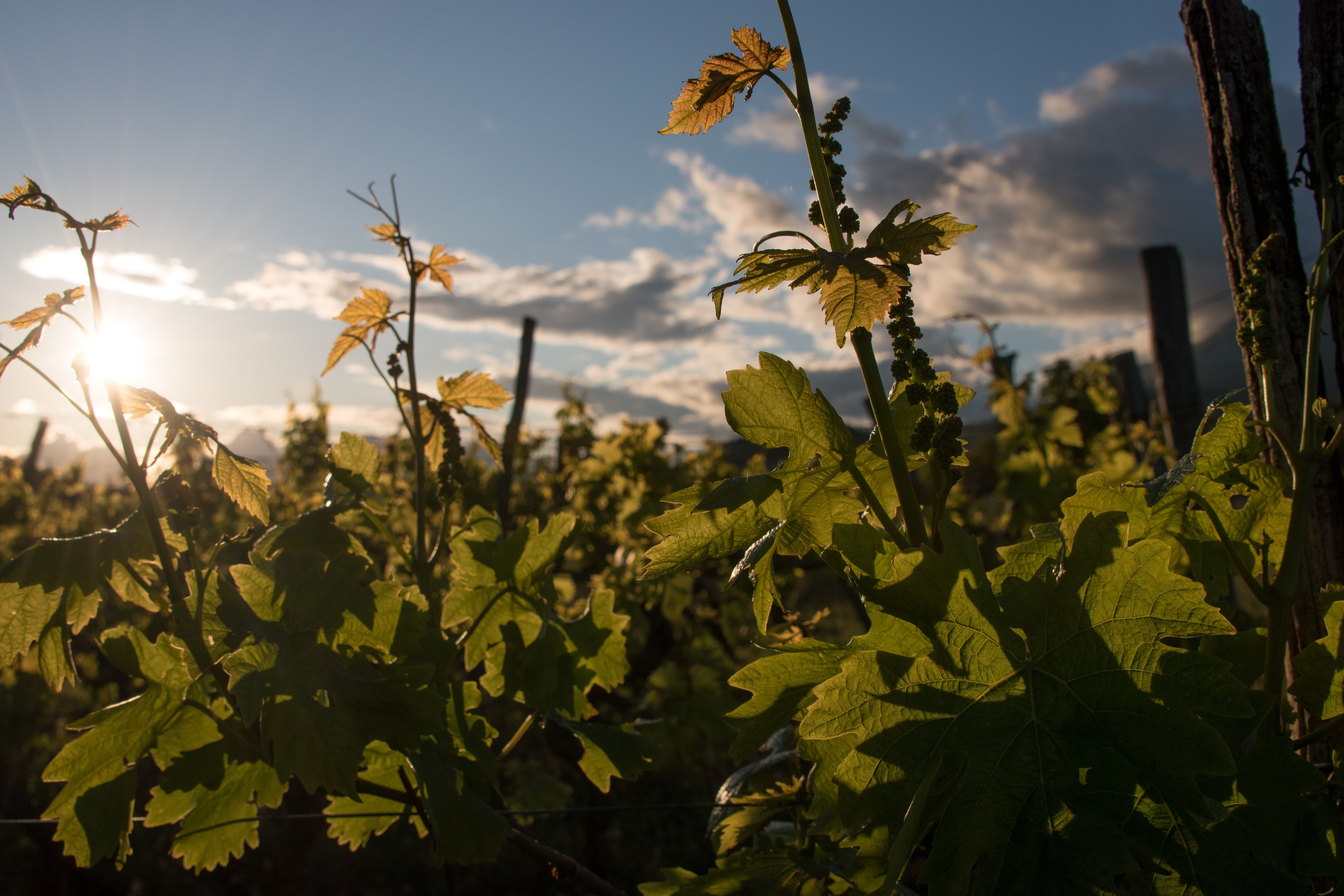 A Vipava Valley vineyard at golden hour