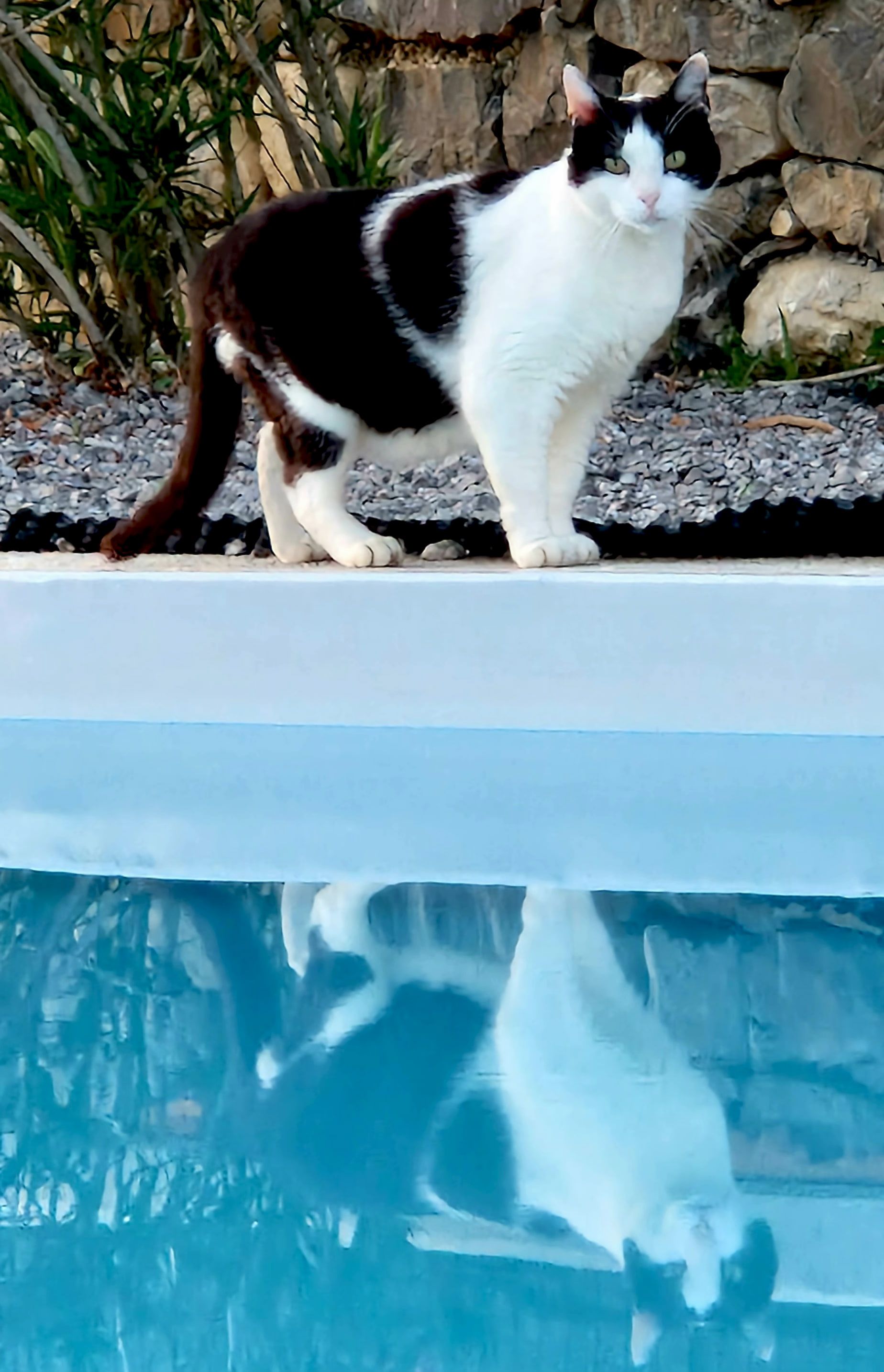Zoki the tomcat